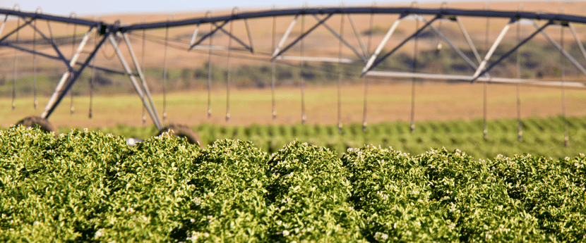 Pivot regando cultivo de papa